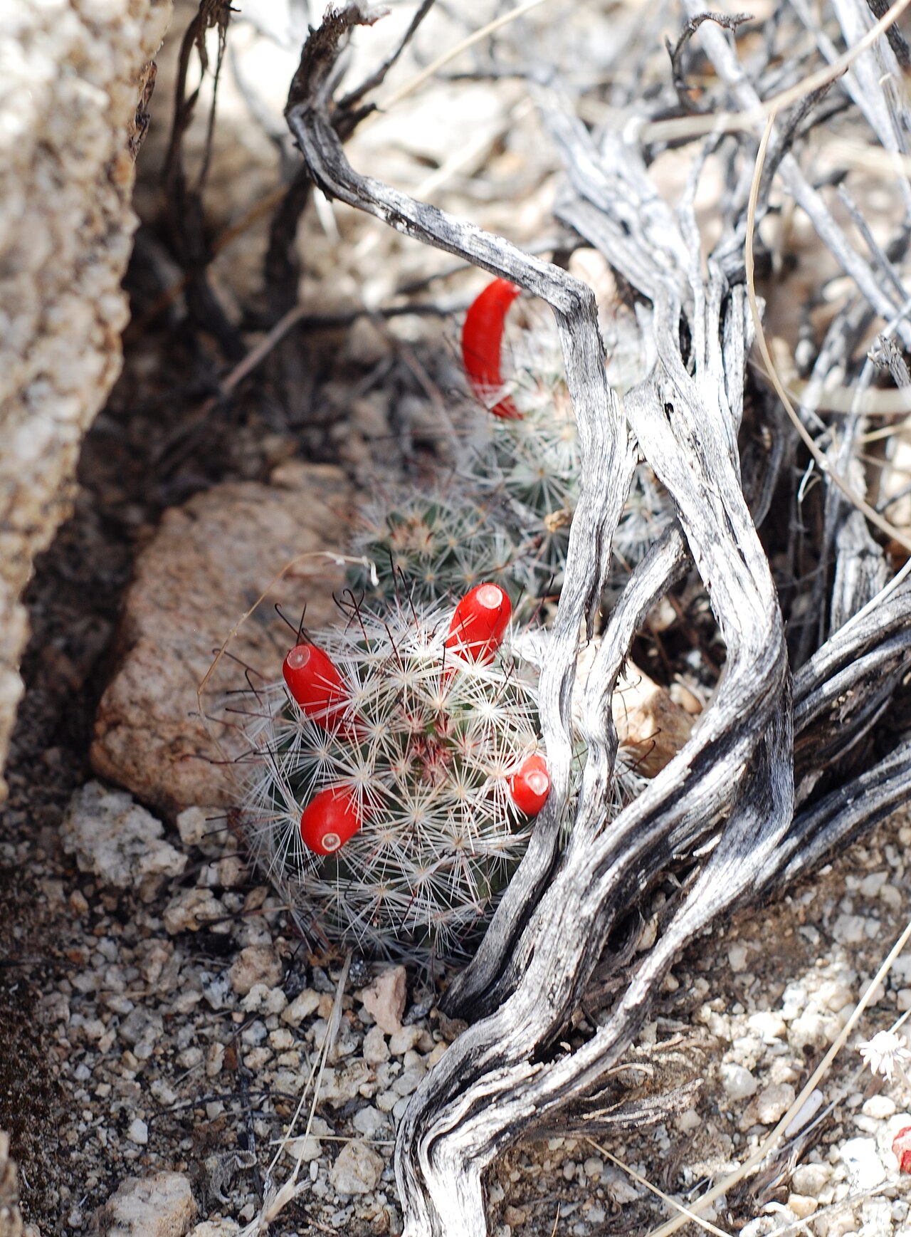 Common fishhook cactus: Fishhook cactus ( Mammillaria tetrancistra ) in the Rattlesnake canyon near Indian Cove in Joshua Tree National Park