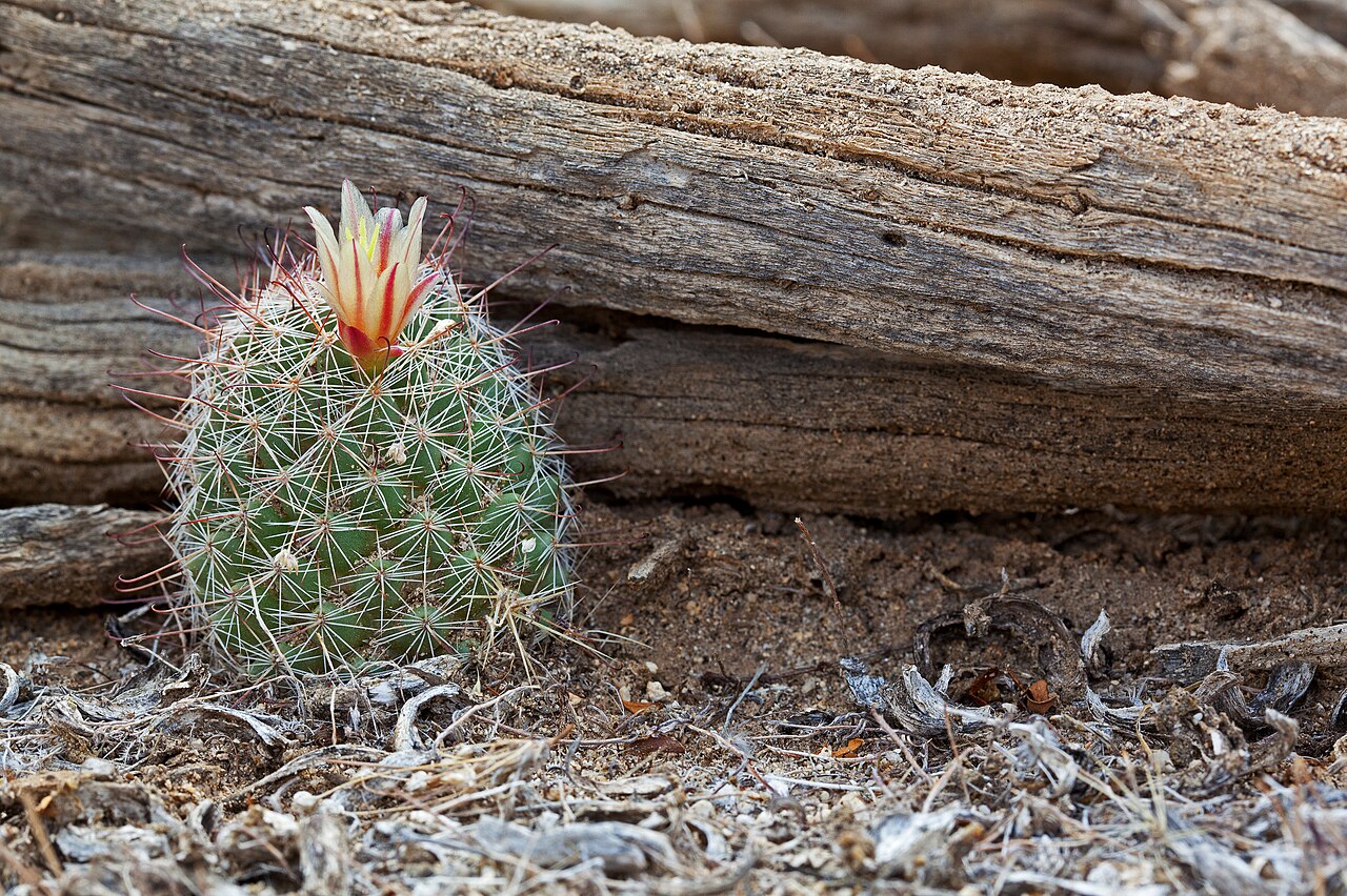 Common fishhook cactus: Fishhook Cactus (Mammillaria tetrancistra), Colorado Desert, Southern California