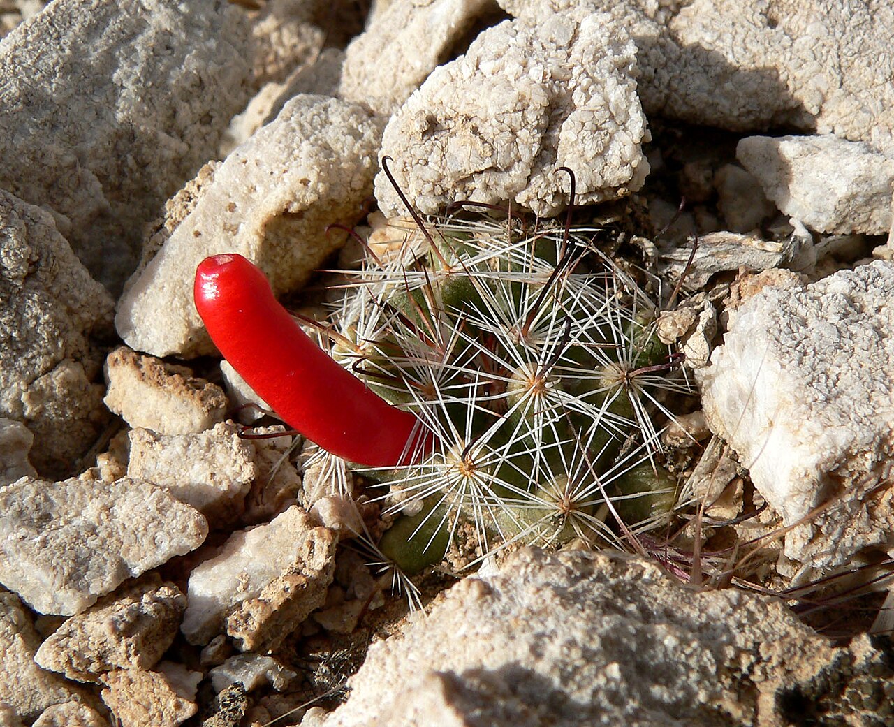Common fishhook cactus: Photo of Mammillaria tetrancistra in the desert at the west end of Cheyenne Ave, Las Vegas, Nevada