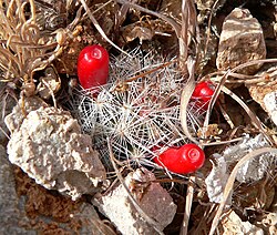 Common fishhook cactus: Photo of Mammillaria tetrancistra on hillside west of Las Vegas, Nevada , just outside Red Rock Canyon