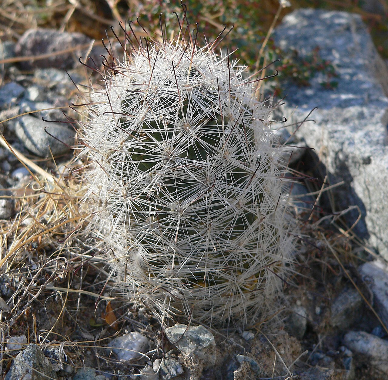 Common fishhook cactus: Mammillaria tetrancistra on flats above wash east of the Dead Mountains near junction of Needles Highway and River Road, southern California