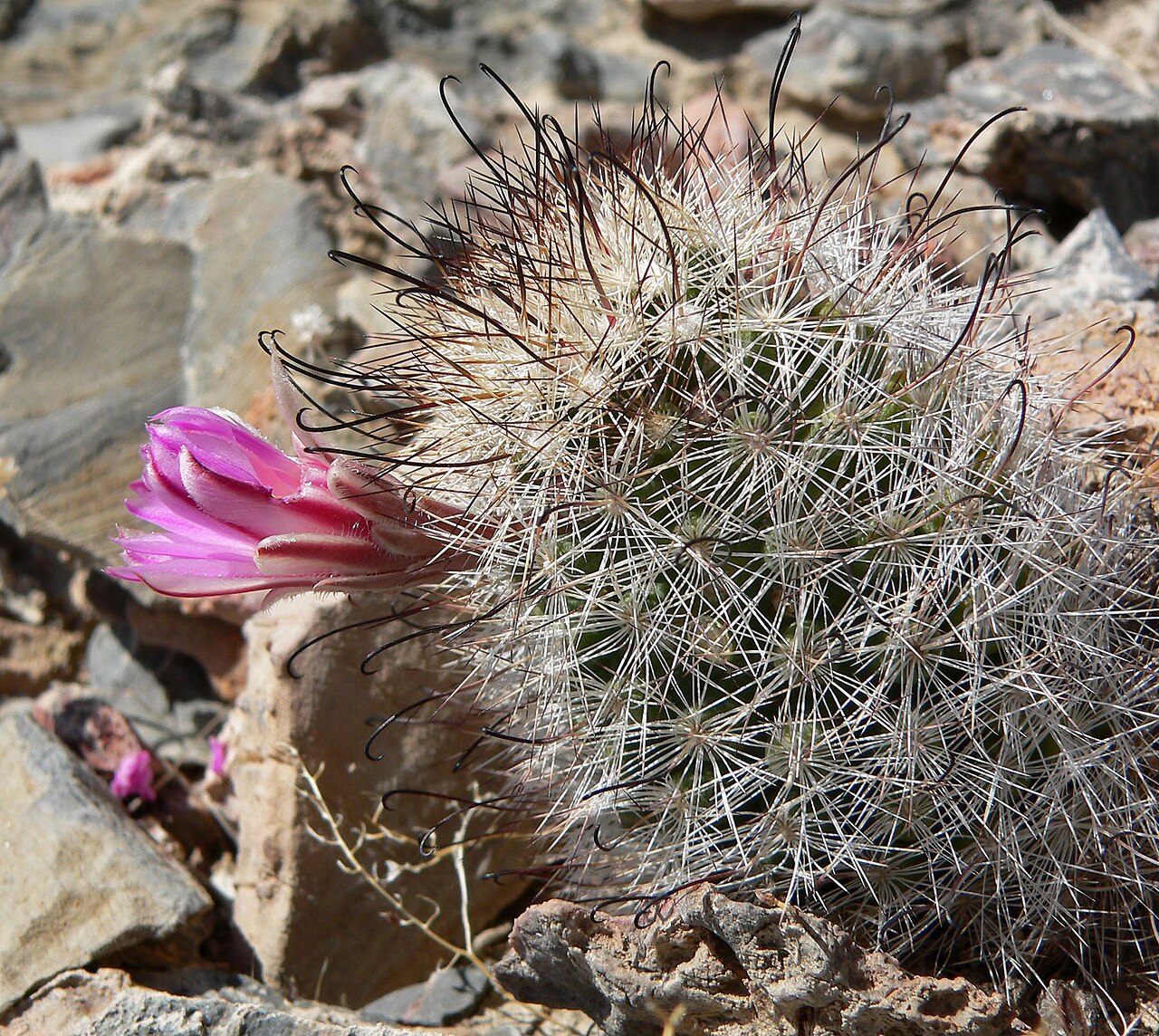 Common fishhook cactus: Mammillaria tetrancistra near Devils Hole, Death Valley National Park / Ash Meadows National Wildlife Refuge , southern Nevada