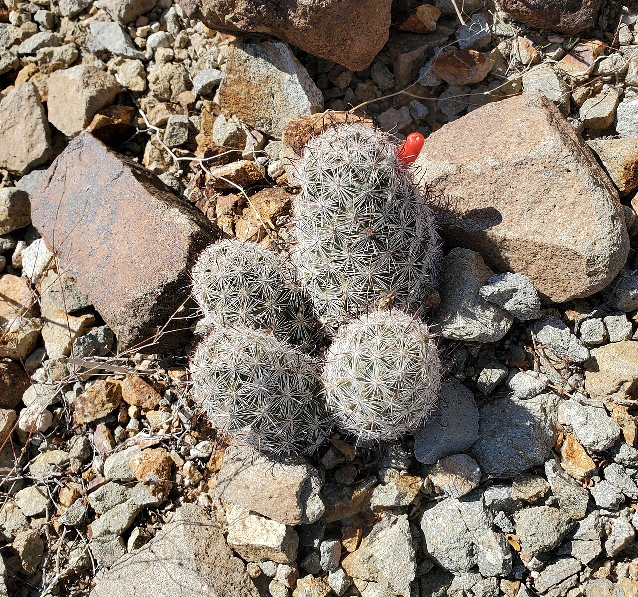 Common fishhook cactus: Common Fishhook Cactus ( Cochemiea tetrancistra ) in the United States