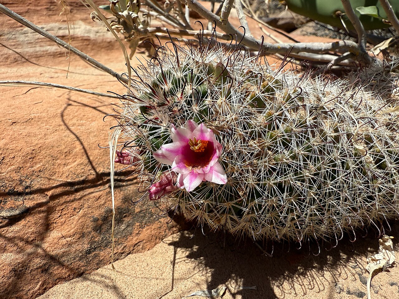 Common fishhook cactus: Common Fishhook Cactus ( Cochemiea tetrancistra ) in the United States