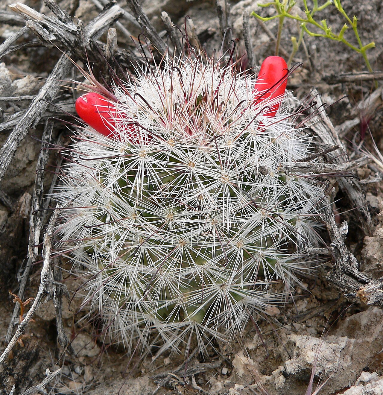 Common fishhook cactus: Photo of Mammillaria tetrancistra in the desert at the west end of Cheyenne Ave, Las Vegas, Nevada