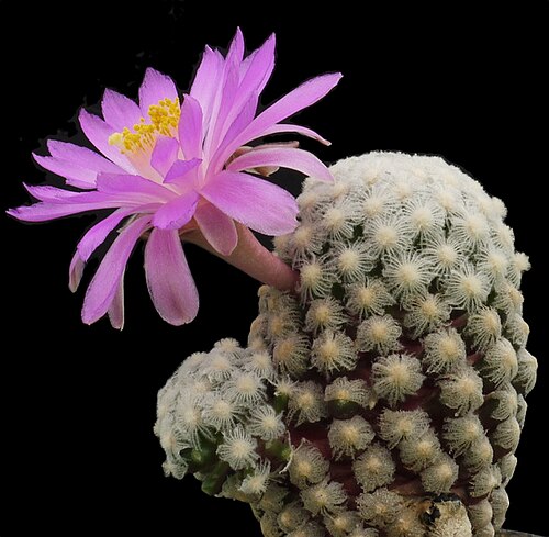 Cochemiea theresae: Mammillaria theresae, Coneto Pass, DGO. in Blüte.