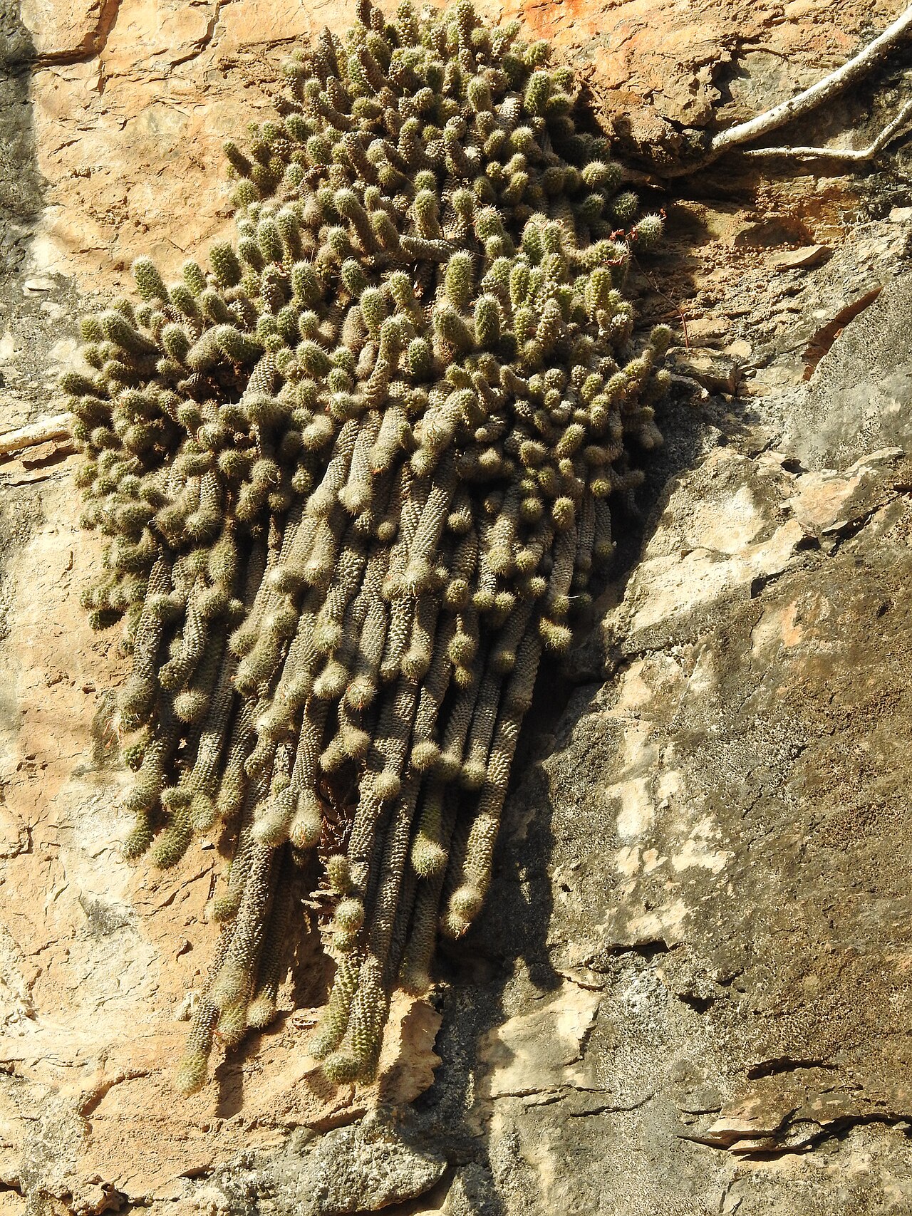 Cochemiea thomasii: Cochemiea thomasii, Presa del Comedero, Cosalá, Sin., México, 2019-02-22 (iNaturalist).