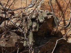 Cochemiea thomasii (Cochemiea thomasii)