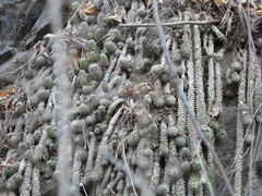 Cochemiea thomasii (Cochemiea thomasii)