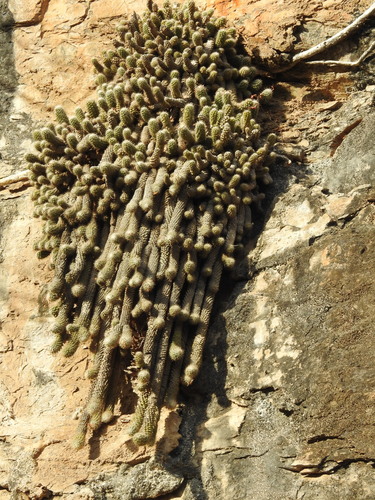 Cochemiea thomasii (Cochemiea thomasii)