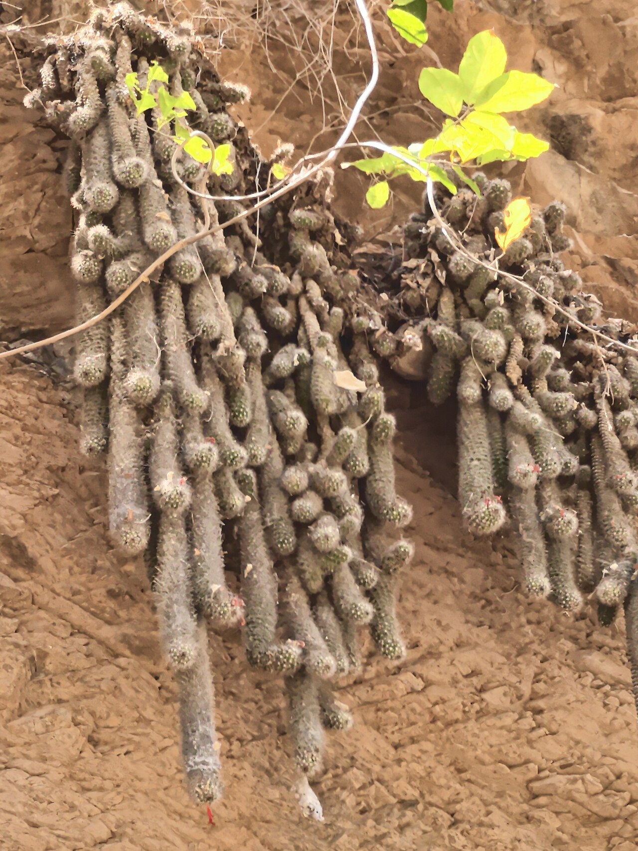 Cochemiea thomasii: Cochemiea thomasii, México, 2025-04-27 (iNaturalist).