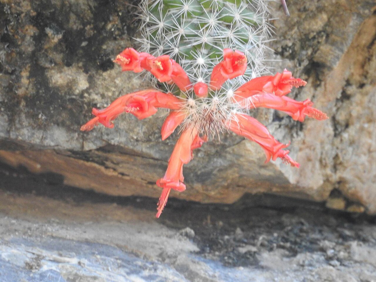 Cochemiea thomasii: Cochemiea thomasii, Cosalá, Sin., México, 2019-11-13 (iNaturalist).