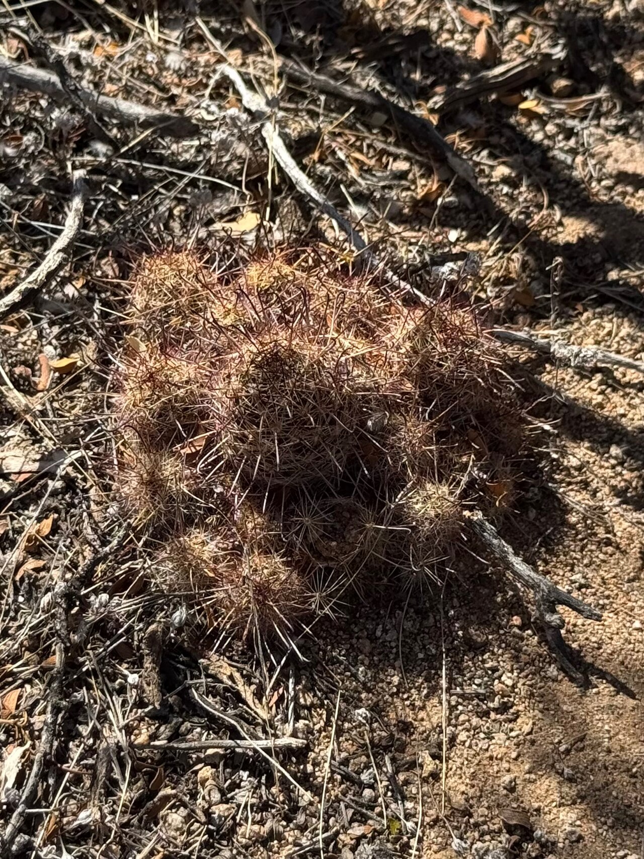 Thornber's nipple cactus: Cochemiea thornberi thornberi in the United States
