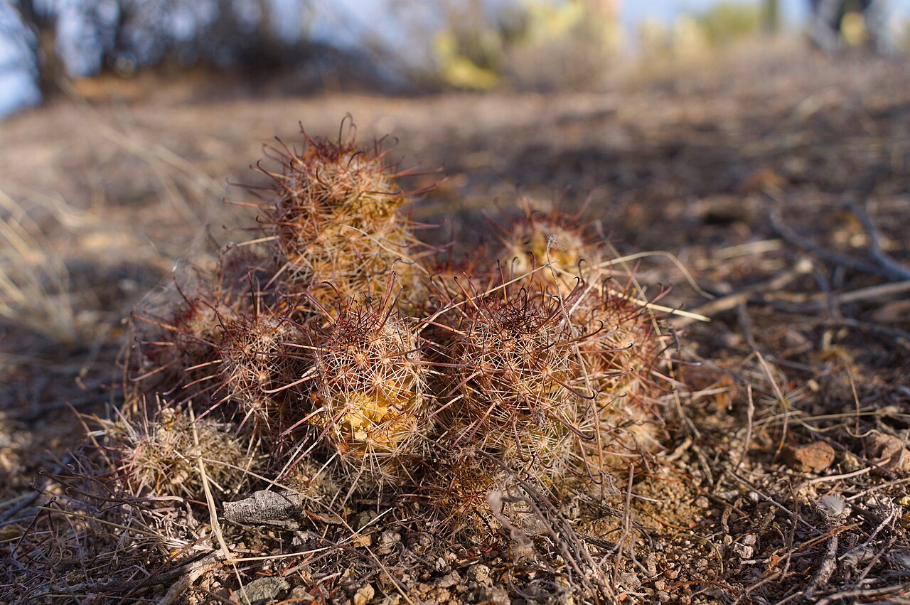 Thornber's nipple cactus: Cochemiea thornberi thornberi in the United States