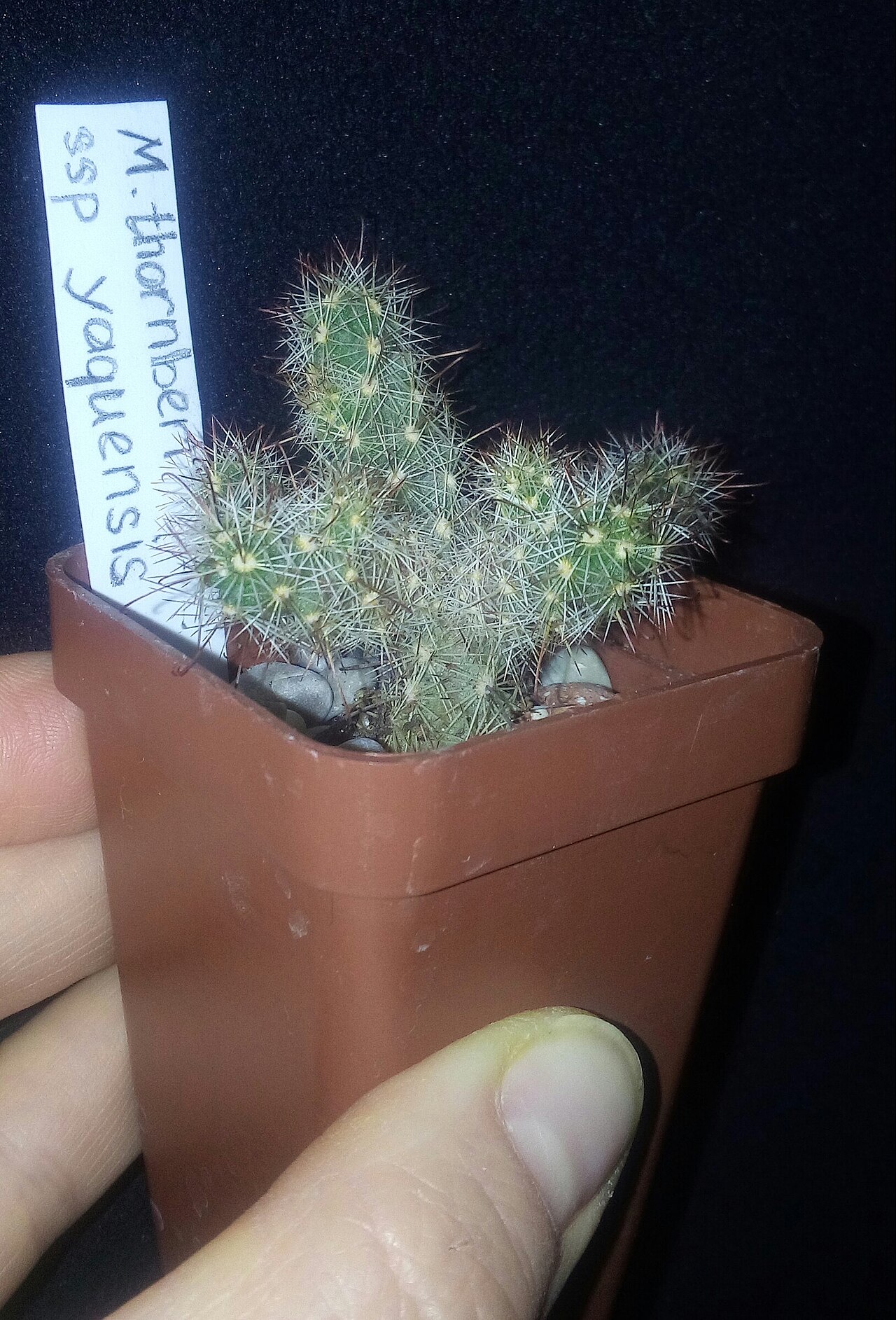 Thornber's nipple cactus: ex. G.Chap (cactus-shop), UA Геннадій Чапала Nov 2018