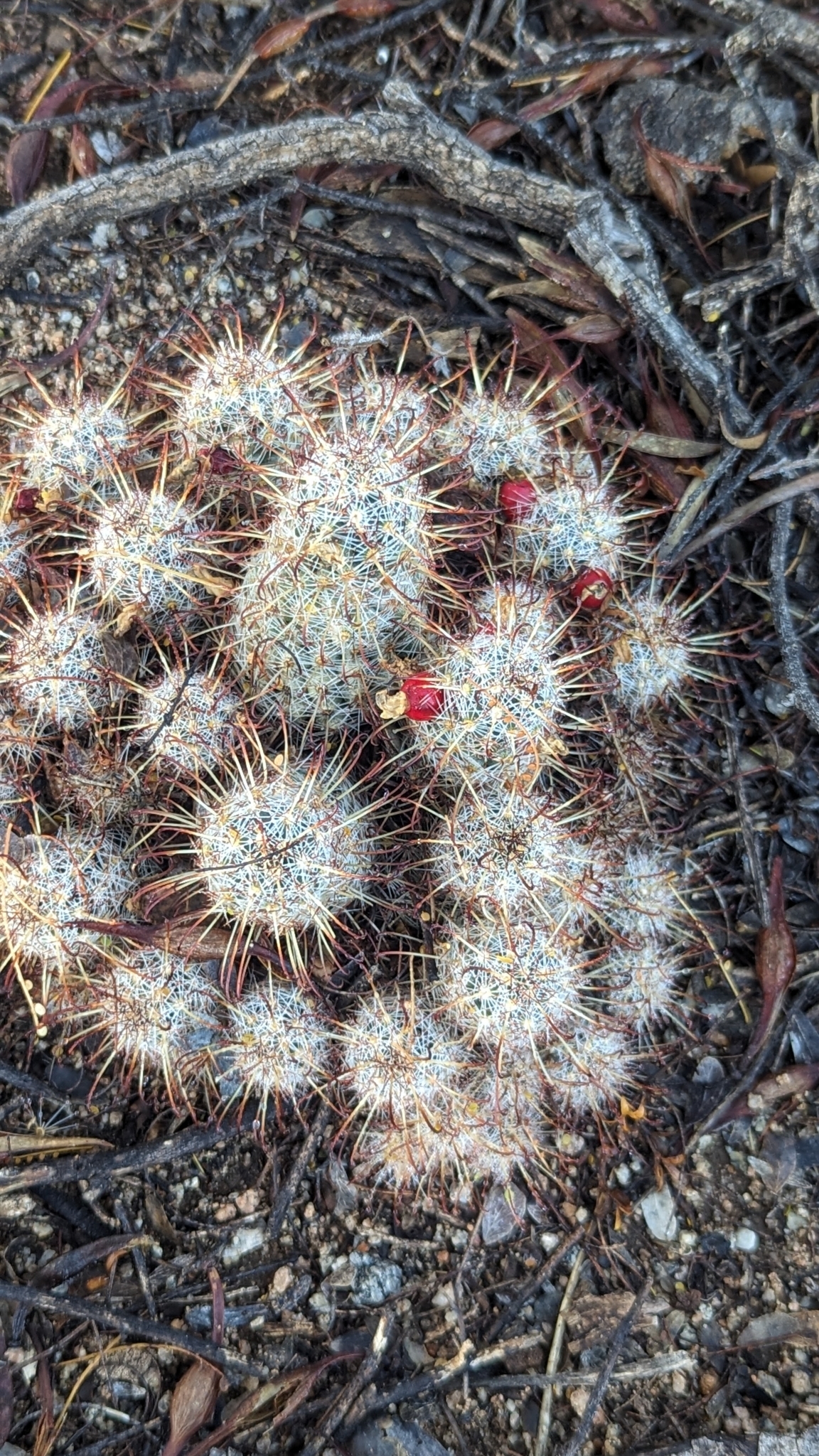 Thornber's nipple cactus: Cochemiea thornberi thornberi in the United States