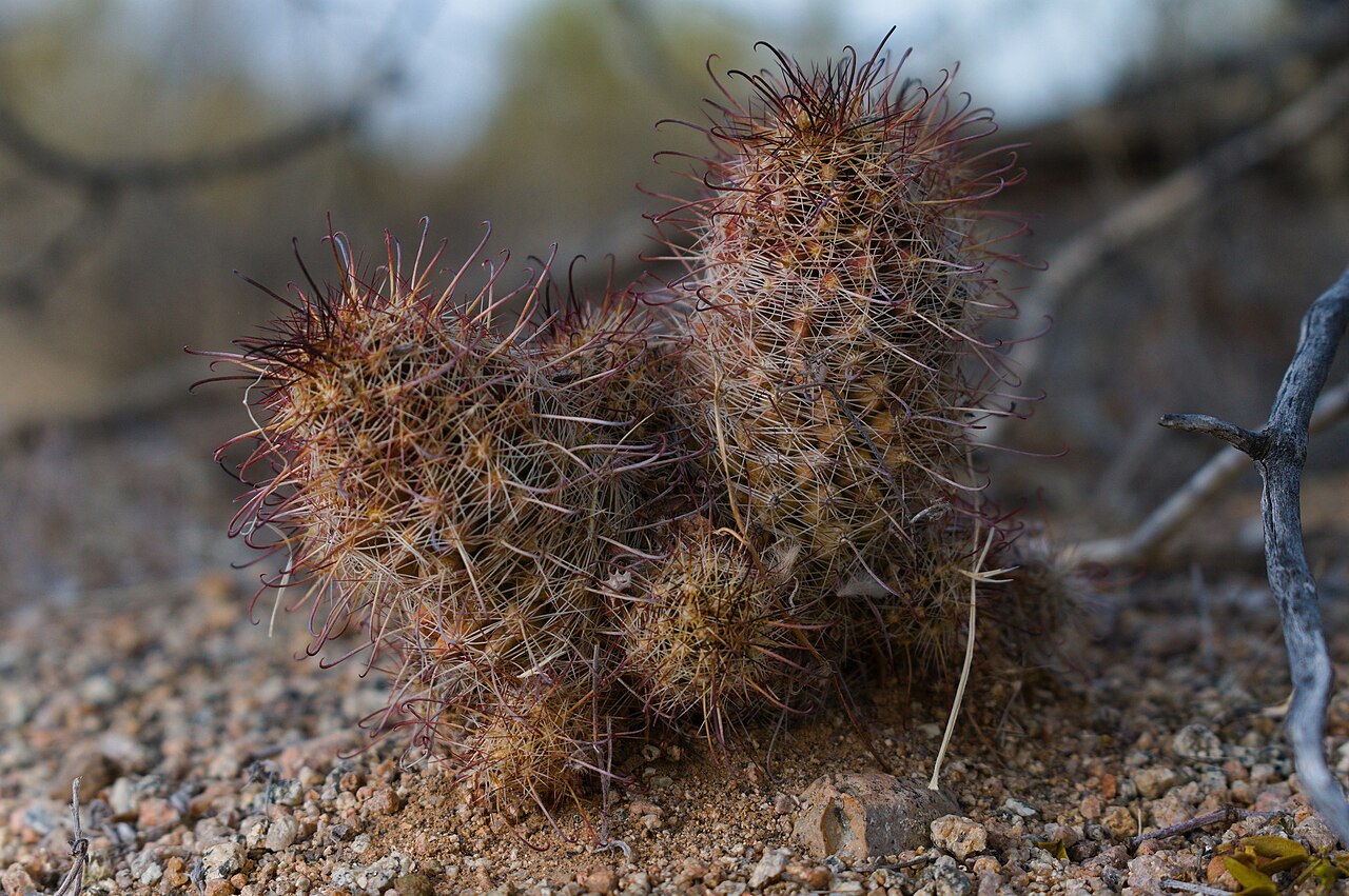 Thornber's nipple cactus: Cochemiea thornberi thornberi in the United States