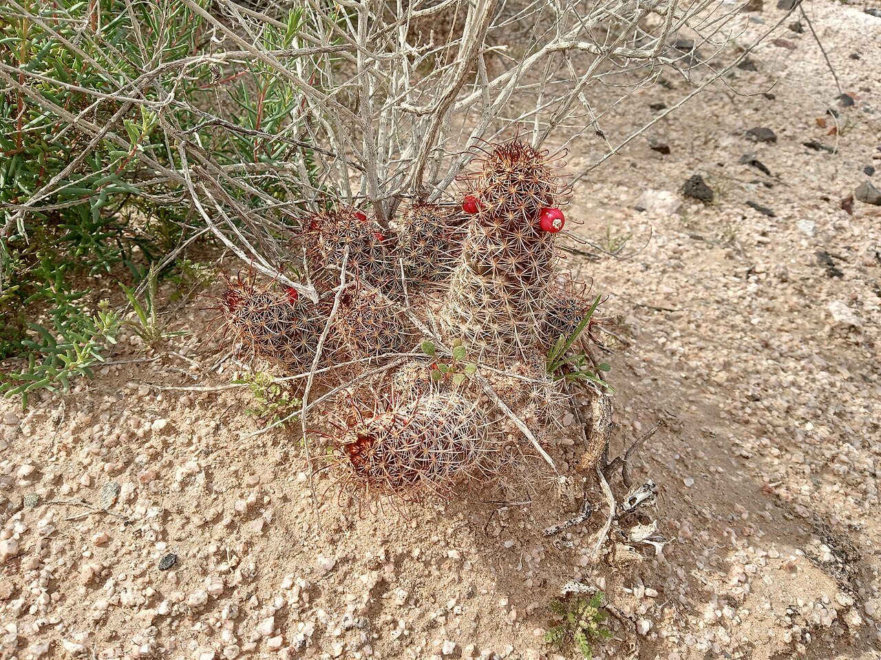 Thornber's nipple cactus: Cochemiea thornberi thornberi in the United States