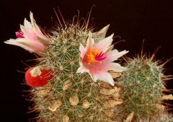 Thornber's nipple cactus: Cochemiea thornberi