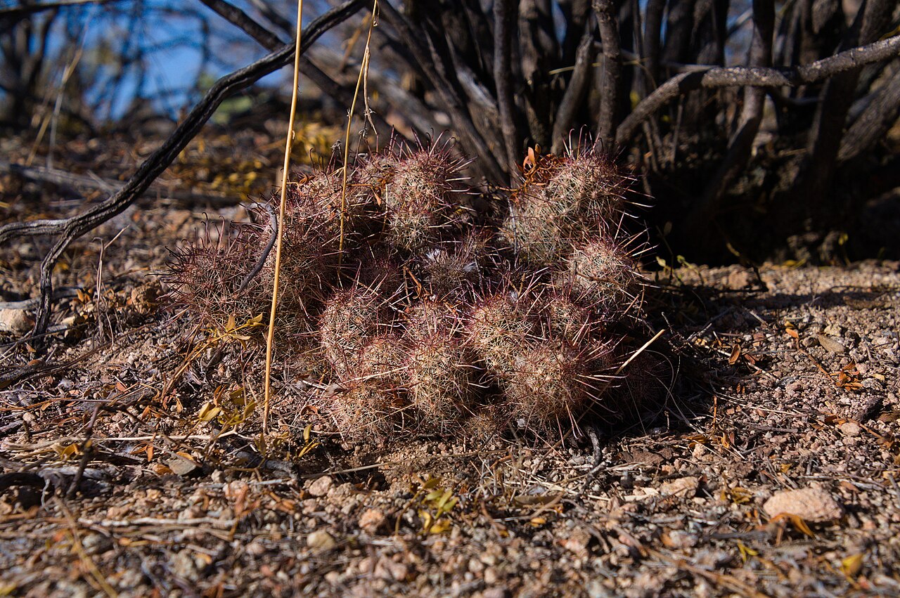 Thornber's nipple cactus: Thornber's nipple cactus ( Cochemiea thornberi ) in the United States.