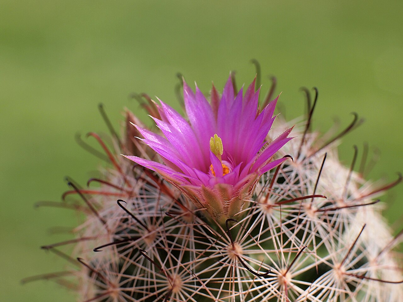Wright's nipple cactus: Mammillaria wrightii subsp. wilcoxii