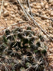 Wright's nipple cactus (Cochemiea wrightii)