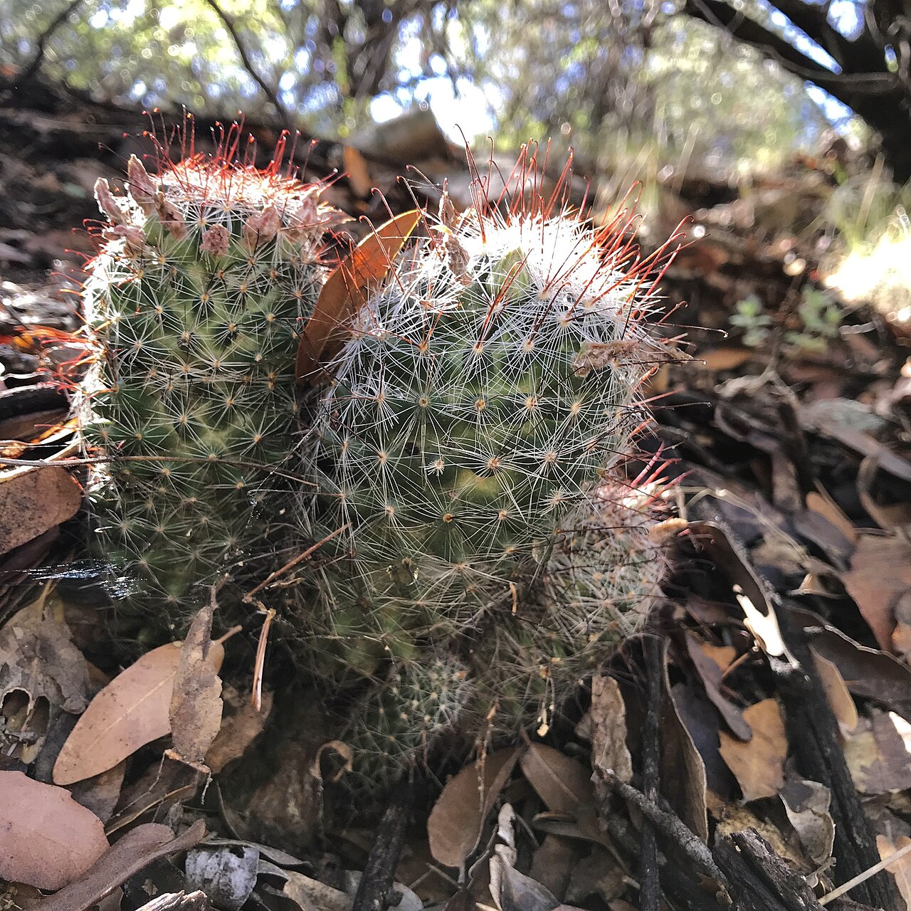 Wright's nipple cactus: Wilcox's Nipple Cactus ( Cochemiea wrightii wilcoxii ) in the United States