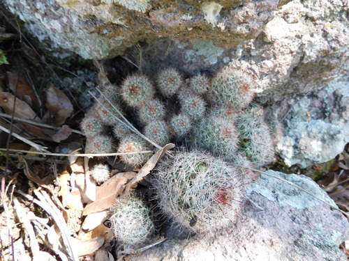Wright's nipple cactus (Cochemiea wrightii)