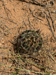 Wright's nipple cactus (Cochemiea wrightii)