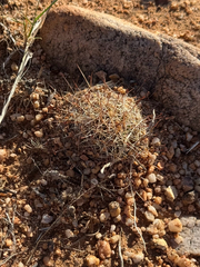Wright's nipple cactus (Cochemiea wrightii)