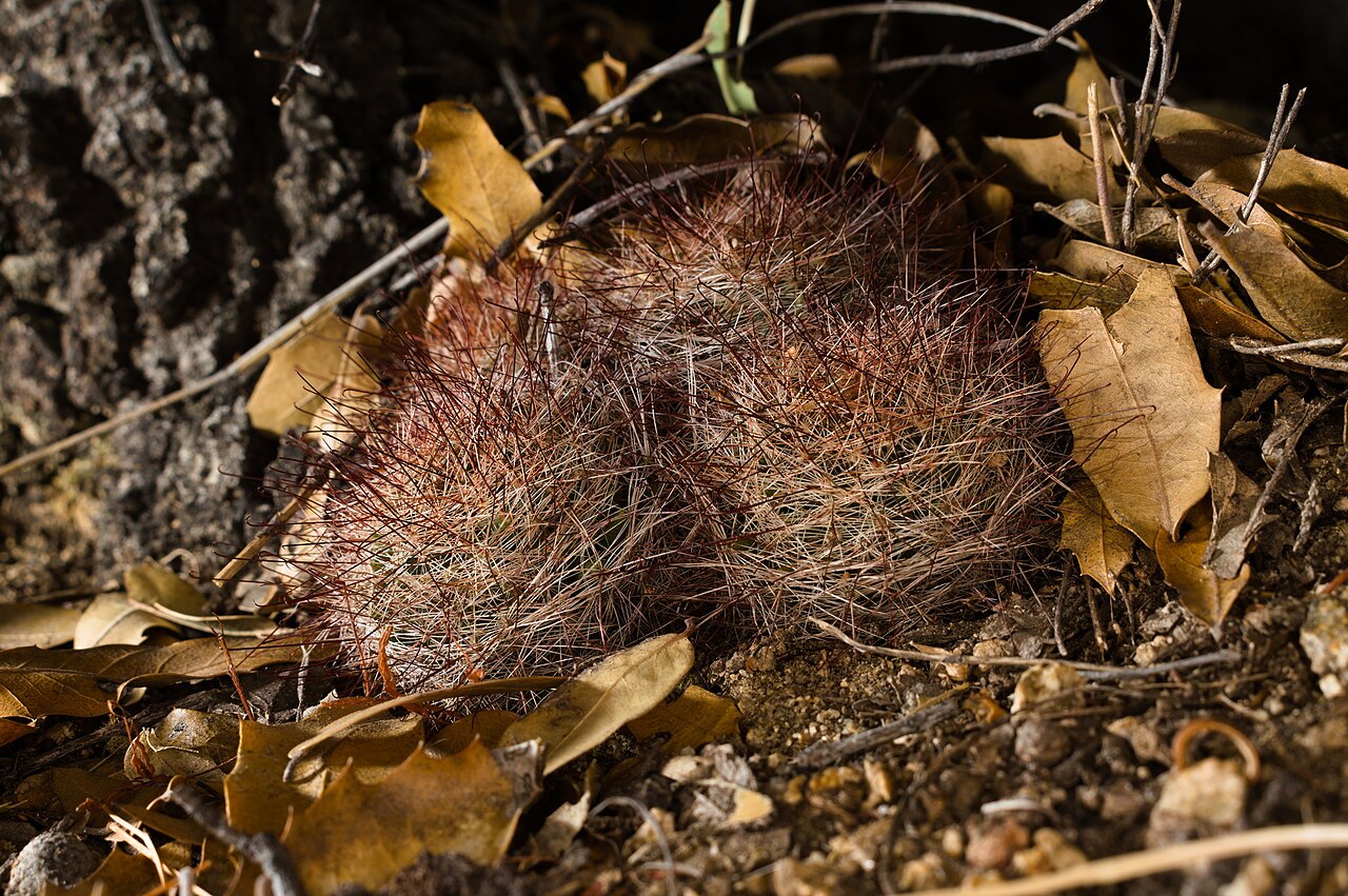 Wright's nipple cactus: Wright's nipple cactus ( Cochemiea wrightii ) in the United States