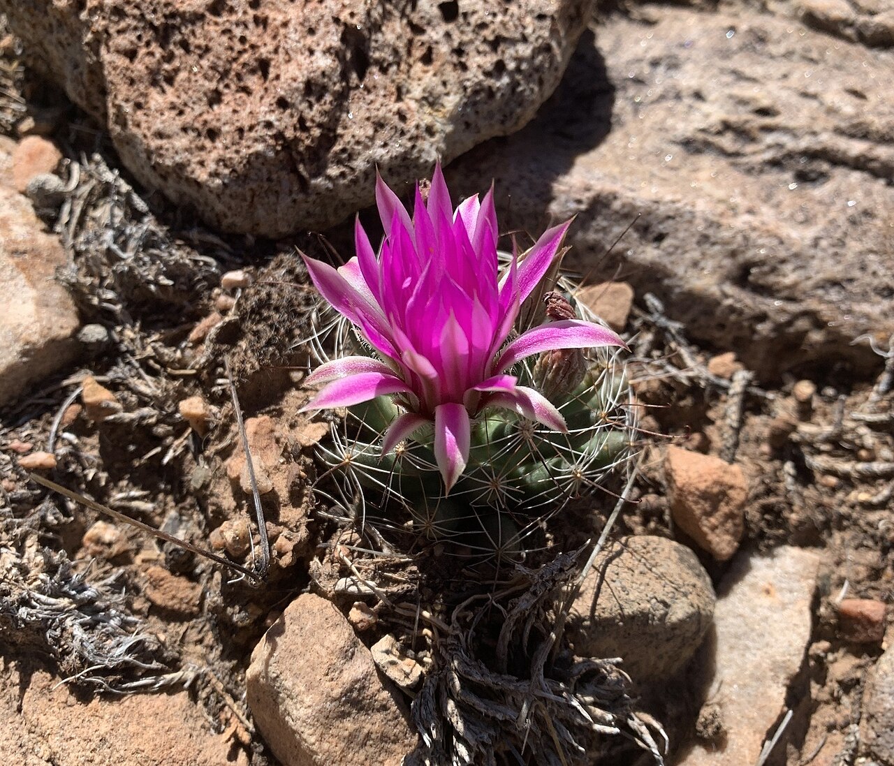 Wright's nipple cactus: Wright's Nipple Cactus ( Cochemiea wrightii wrightii ) in the United States