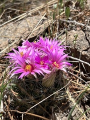 Wright's nipple cactus (Cochemiea wrightii)