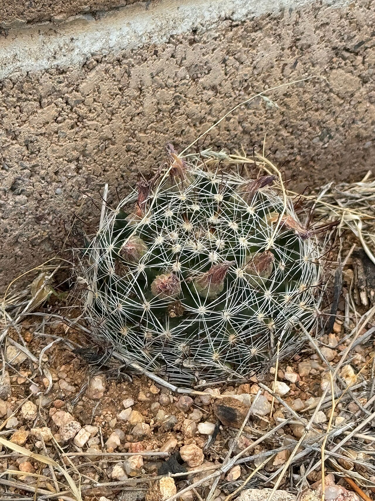 Wright's nipple cactus: Wilcox's Nipple Cactus ( Cochemiea wrightii wilcoxii ) in the United States