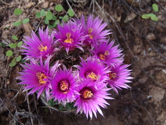 Wright's nipple cactus (Cochemiea wrightii)