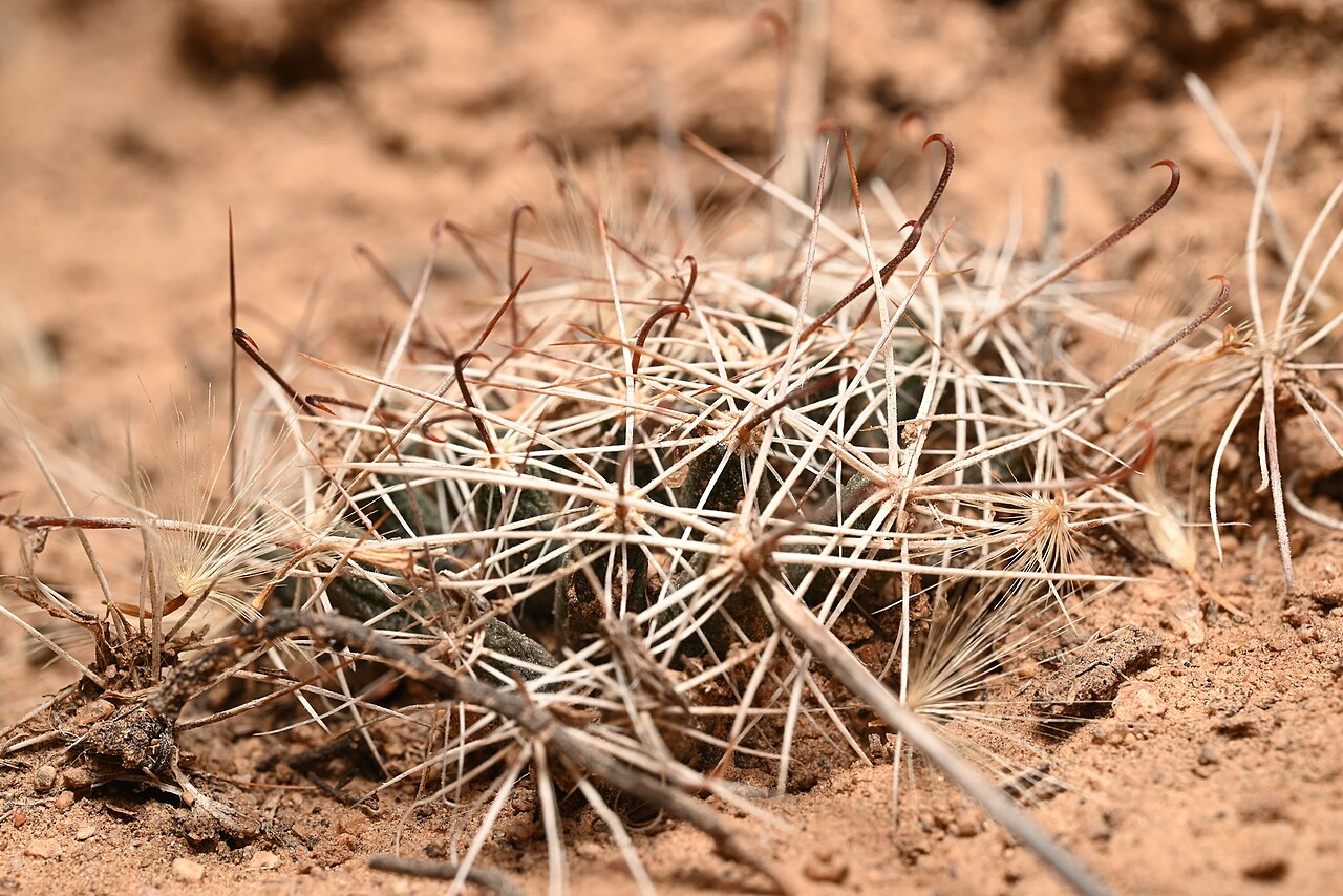 Wright's nipple cactus: Wright's Nipple Cactus ( Cochemiea wrightii wrightii ) in the United States