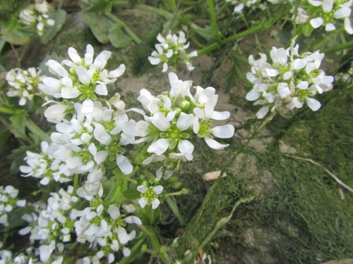 Cochlearia aestuaria (Cochlearia aestuaria)