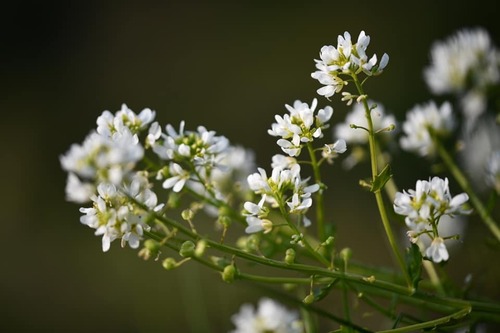 Cochlearia aestuaria (Cochlearia aestuaria)