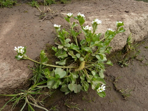 Cochlearia aestuaria (Cochlearia aestuaria)