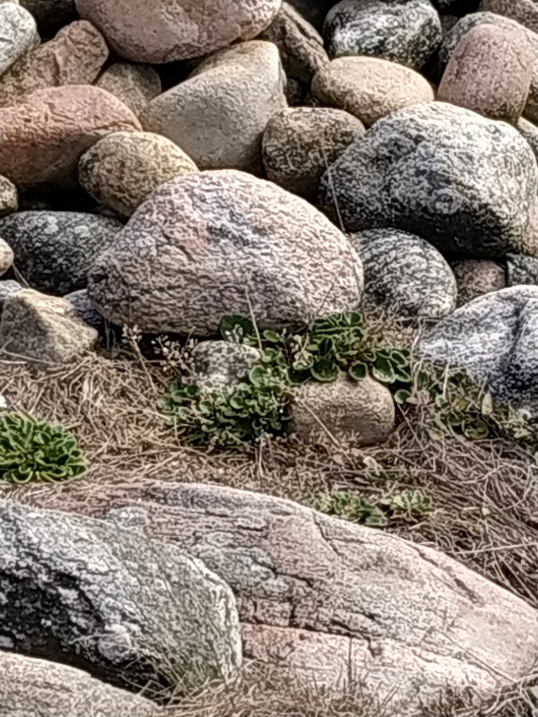 English scurvy-grass (Cochlearia anglica)