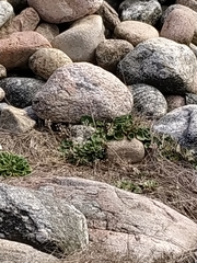 English scurvy-grass (Cochlearia anglica)