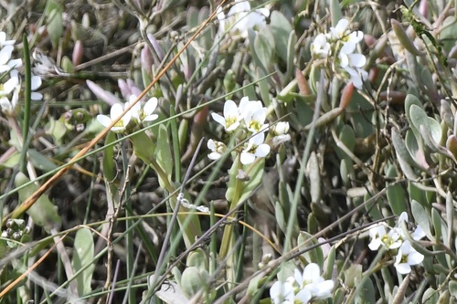 English scurvy-grass (Cochlearia anglica)