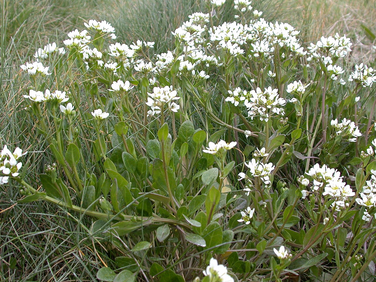 English scurvy-grass: Cochlearia anglica Baie de Somme, Nord de la Maye (Somme), France
