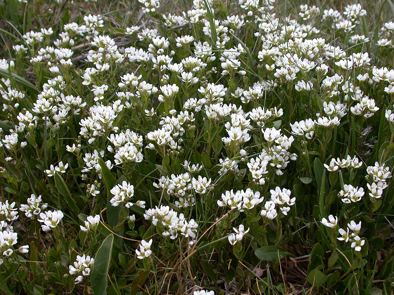 English scurvy-grass: Cochlearia anglica Baie de Somme, Nord de la Maye (Somme), France
