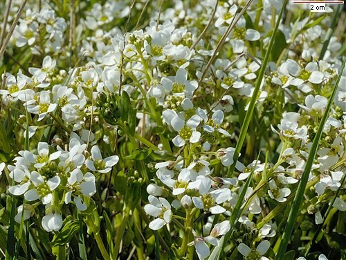 English scurvy-grass: Cochlearia anglica