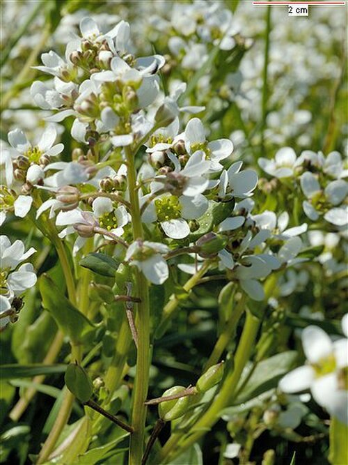English scurvy-grass: Cochlearia anglica