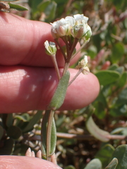 English scurvy-grass (Cochlearia anglica)