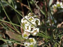 English scurvy-grass (Cochlearia anglica)
