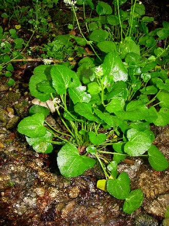 Cochlearia bavarica (Cochlearia bavarica)