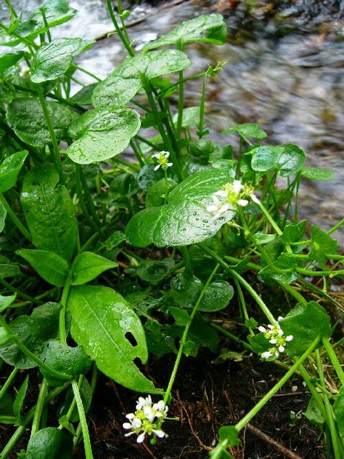 Cochlearia bavarica (Cochlearia bavarica)